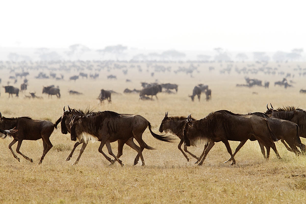 Masai Mara National Reserve (Photo: sasscer.wordpress.com)