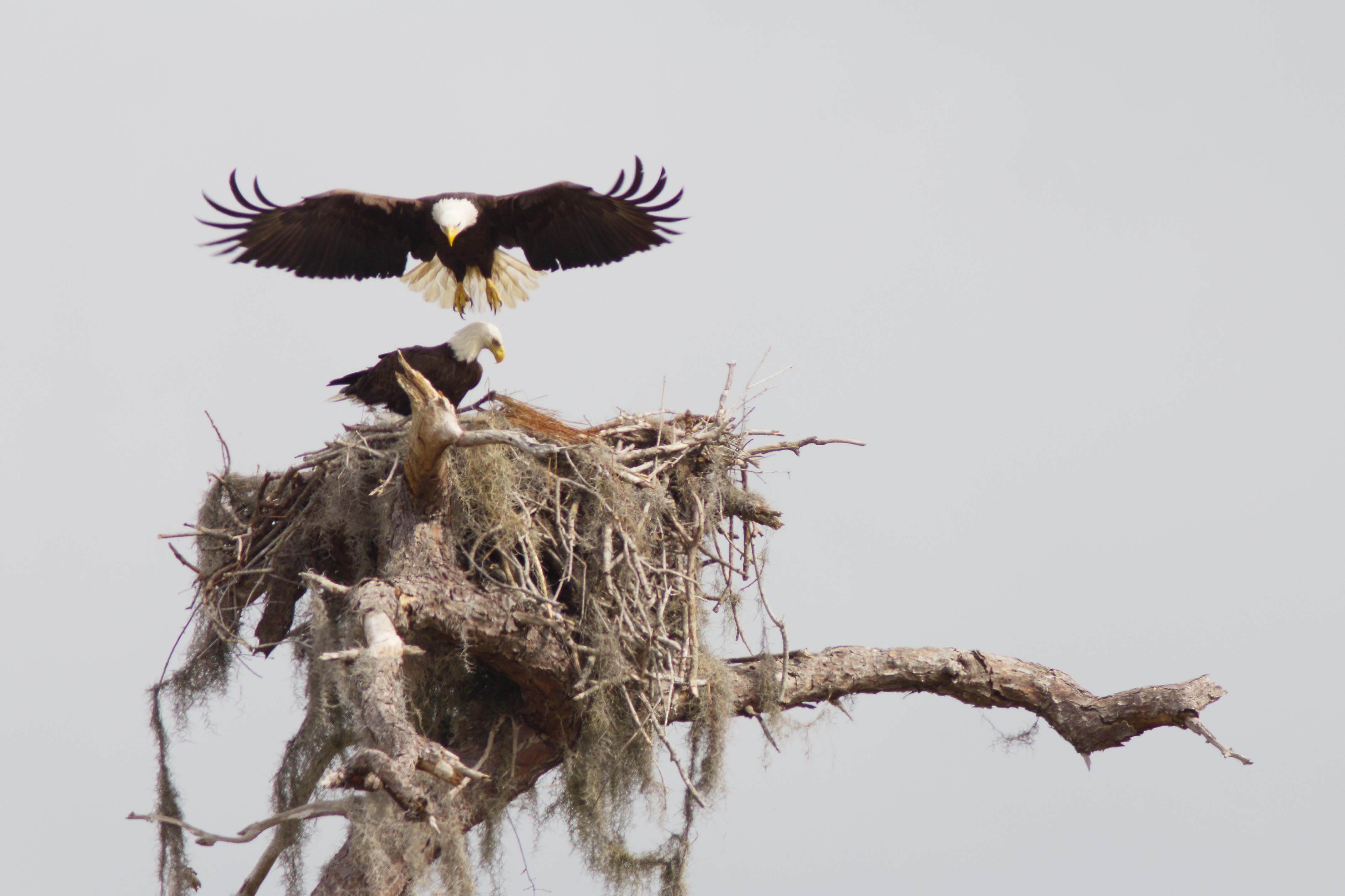 eagles-on-nest-18feb12.jpg