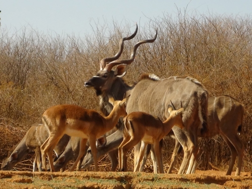 kudu-bow