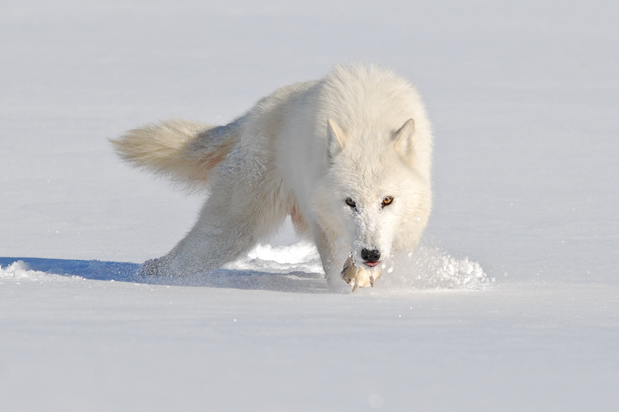 https://sasscer.files.wordpress.com/2014/04/arctic_wolf_ready_to_hunt.jpg